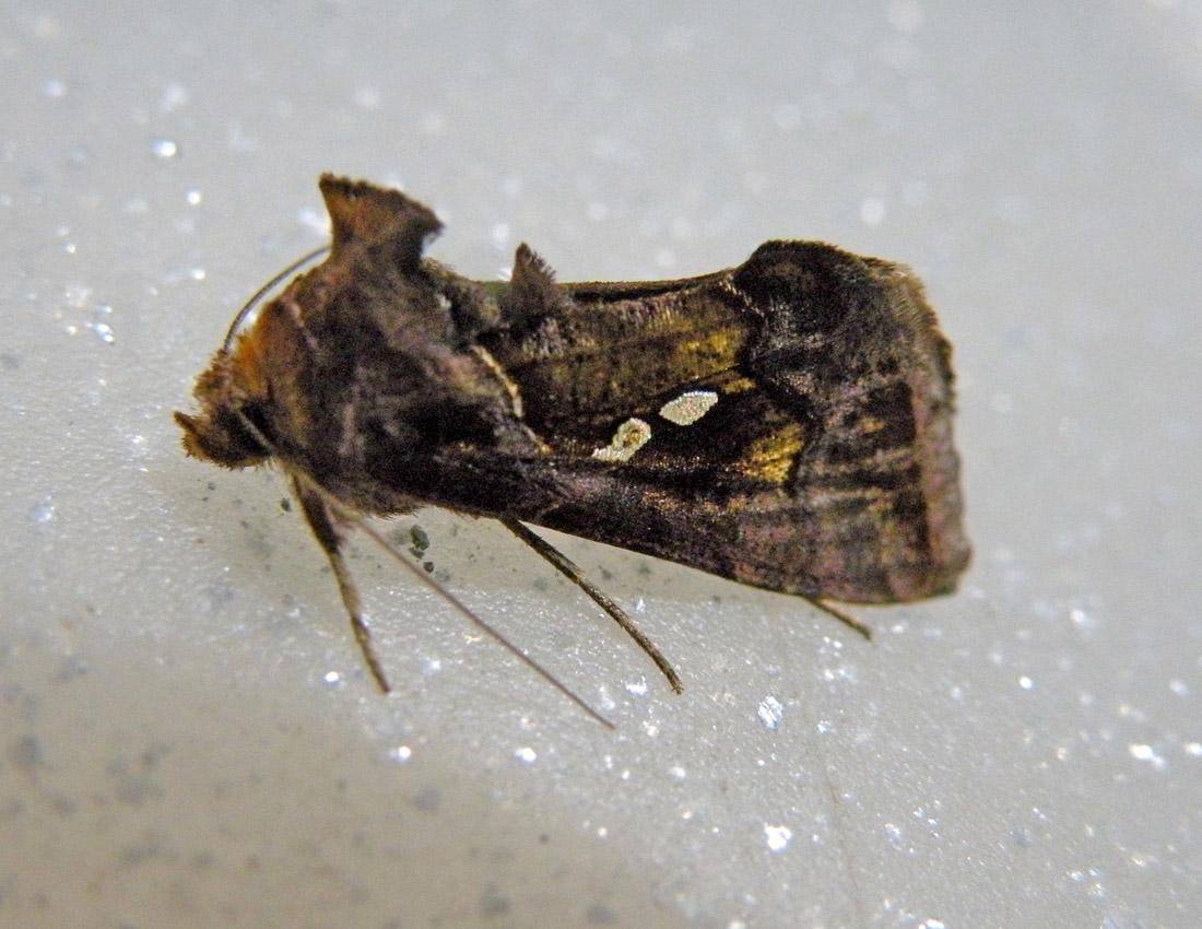 Plusiinae: Chrysodeixis  chalcites?